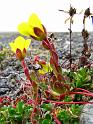 saxifraga_platysepala_phantomodden_15july 022